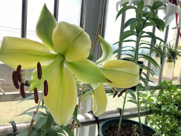 百合花如何快速开花