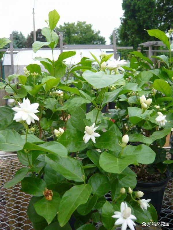茉莉催花时间和方法