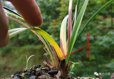 兰花光长叶子不开花原因及处理方法