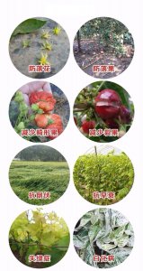 果树催花时间和方法 果树促花时机及促花方法