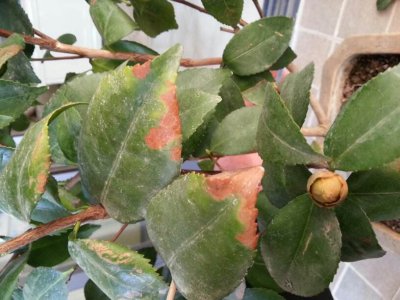 茶花光长叶子不开花原因及处理方法