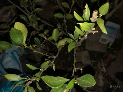 橘子树光长叶子不开花原因及处理方法