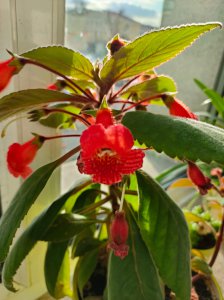 灯笼花光长叶子不开花原因及处理方法
