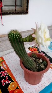 仙人棒如何快速开花 如何快速让仙人棒开花？