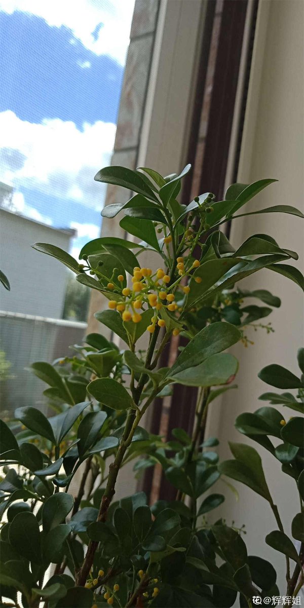 米兰如何快速开花