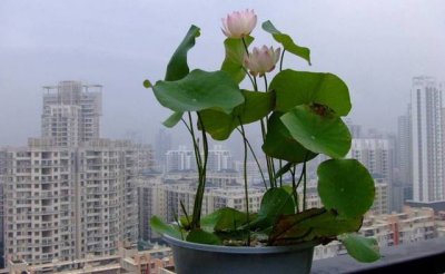 荷花只长叶子不开花原因及处理方法