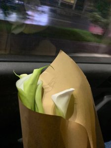 马蹄莲只长叶子不开花原因及处理方法