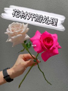 玫瑰如何快速开花 如何让玫瑰快速开花
玫瑰怎样能快速开花