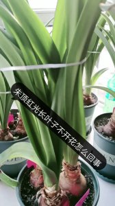 朱顶红只长叶子不开花原因及处理方法