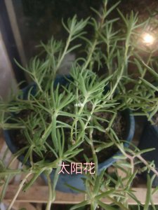太阳花只长叶子不开花原因及处理方法