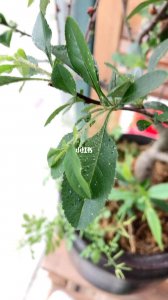海棠只长叶子不开花原因及处理方法