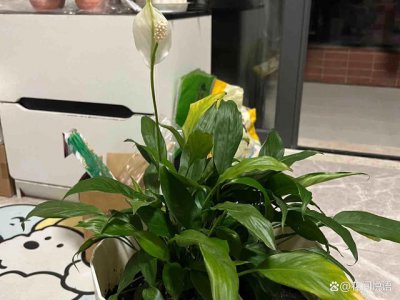 白掌只长叶子不开花原因及处理方法