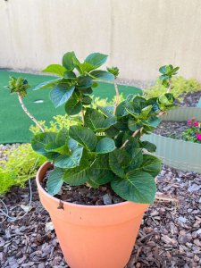 绣球花只长叶子不开花原因及处理方法