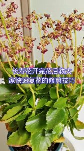 长寿花只长叶子不开花原因及处理方法
