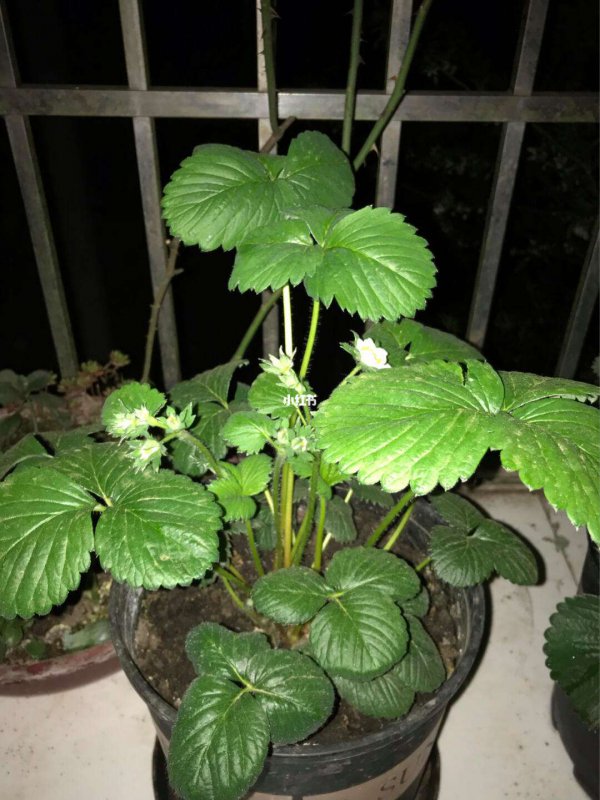 草莓只长叶子不开花原因及处理方法