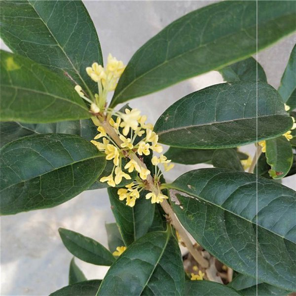 桂花催花时间和方法