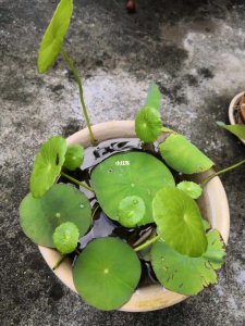 碗莲只长叶子不开花原因及处理方法