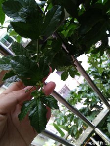百香果只长叶子不开花原因及处理方法