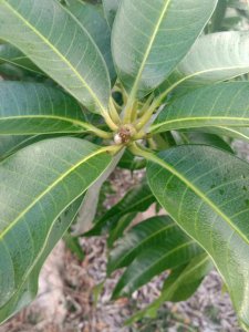 芒果催花时间和方法 芒果促花时机及方式