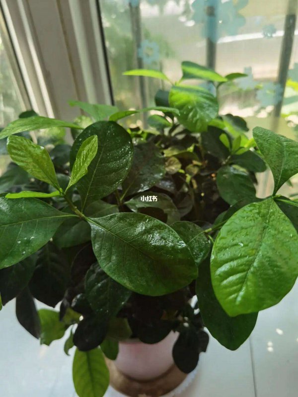 栀子花只长叶子不开花原因及处理方法