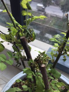蔷薇只长叶子不开花原因及处理方法