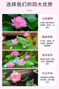 荷花催花时间和方法 荷花促开方法及时机