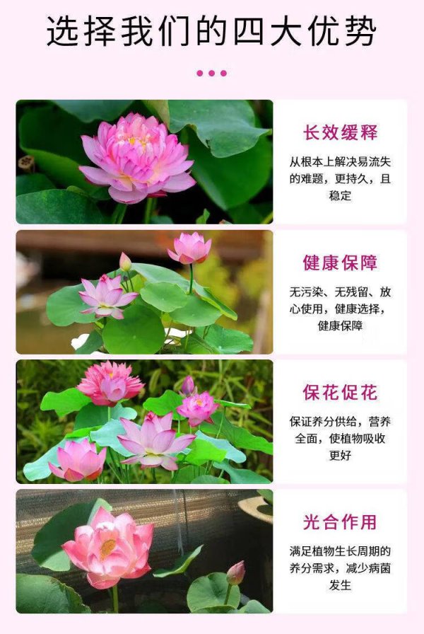 荷花催花时间和方法
