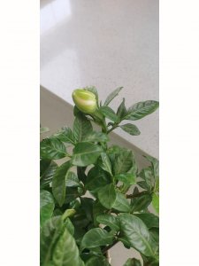 栀子花催花时间和方法 栀子花促花时间和方式