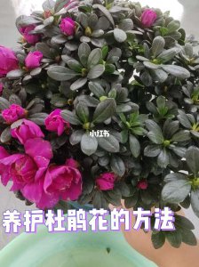 杜鹃花催花时间和方法 杜鹃花促花时机和方式