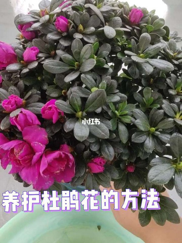杜鹃花催花时间和方法