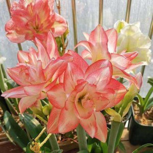 朱顶红催花时间和方法 如何促进朱顶红花期提前？