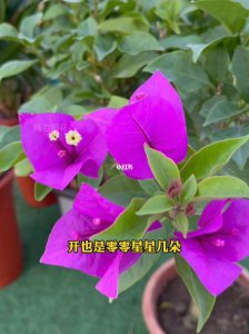 三角梅催花时间和方法 三角梅促花时机和技巧