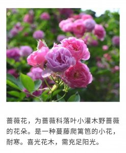 蔷薇催花时间和方法 蔷薇花催开时间和技巧