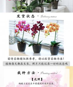 蝴蝶兰催花时间和方法 怎样催开蝴蝶兰花？