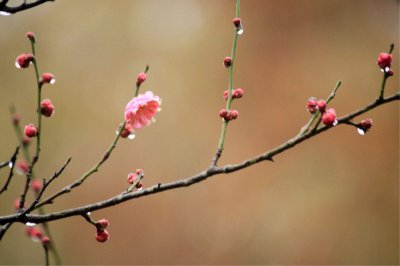 梅花催花时间和方法 梅花促开方法和时间