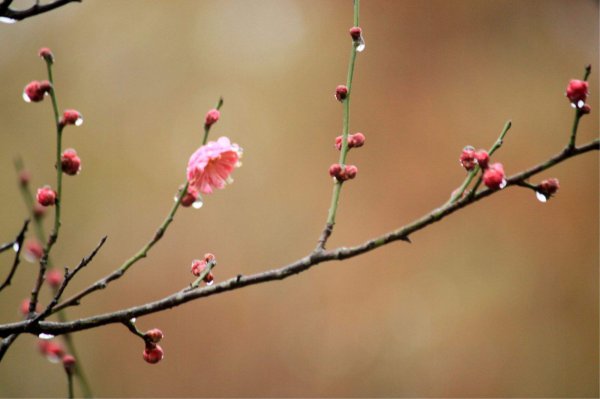 梅花催花时间和方法