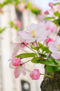 海棠花催花时间和方法 海棠花如何促进开花？