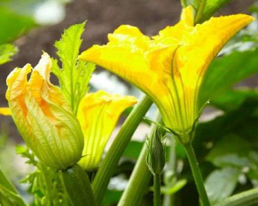 葫芦催花时间和方法 葫芦如何加快开花的过程和技巧