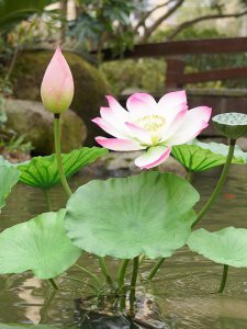 莲花催花时间和方法 催花时间和方法以莲花