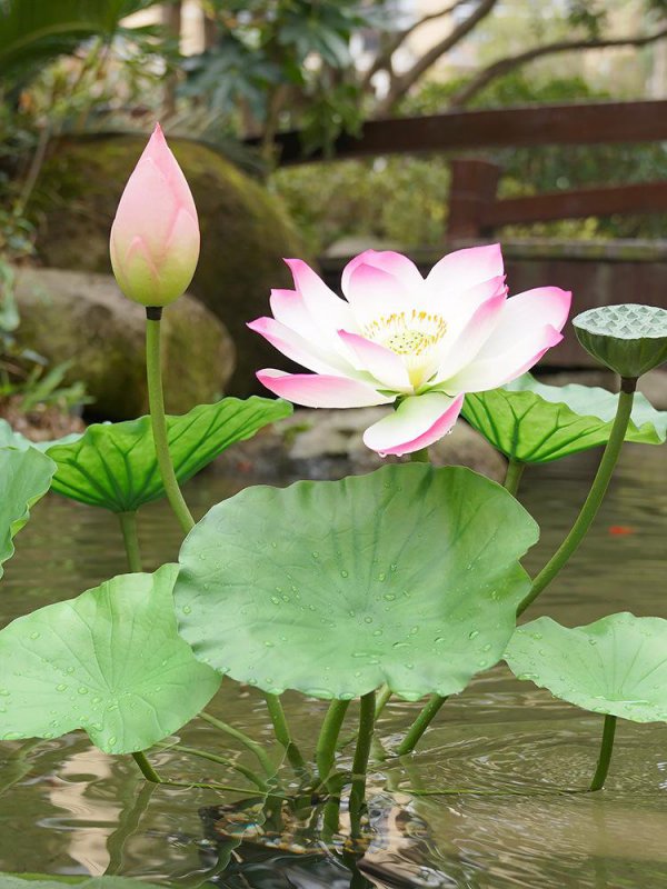 莲花催花时间和方法