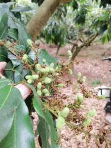 荔枝催花时间和方法 荔枝促花时机和方式