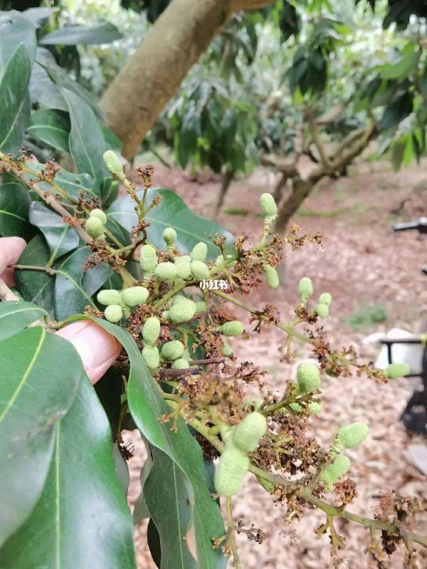 荔枝催花时间和方法
