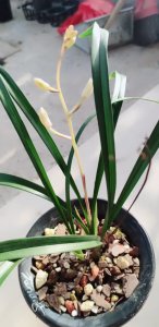 建兰催花时间和方法 建兰如何促进开花？