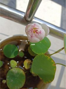 碗莲催花时间和方法 碗莲花期促进方法和时间