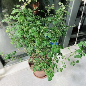 木香花光长叶子不开花原因及处理方法