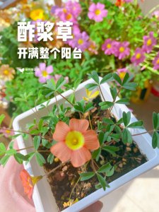 酢浆草光长叶子不开花原因及处理方法
