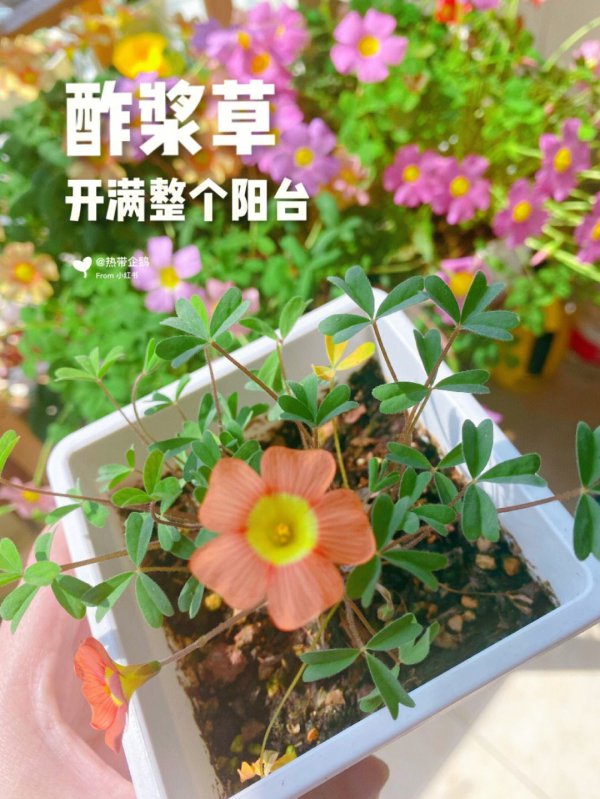 酢浆草光长叶子不开花原因及处理方法