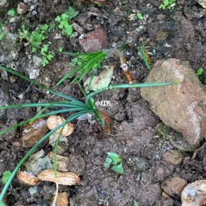 藏红花不开花怎么回事 藏红花为何不开花？