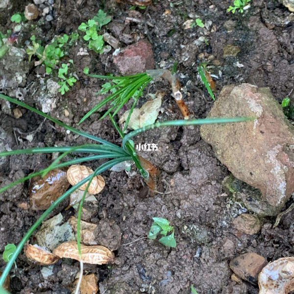 藏红花不开花怎么回事