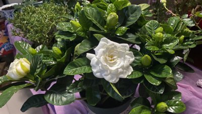 香栀子不开花怎么回事 为何香栀子不开花？